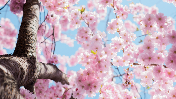 The Philosophy of Cherry Blossoms in Skincare