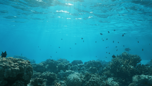 Celebrate World Ocean Day